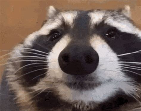 raccon gif|happy raccoon gif.